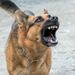 protéger sa maison avec un chien