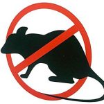 Les dangers de l'utilisation de poison pour rats