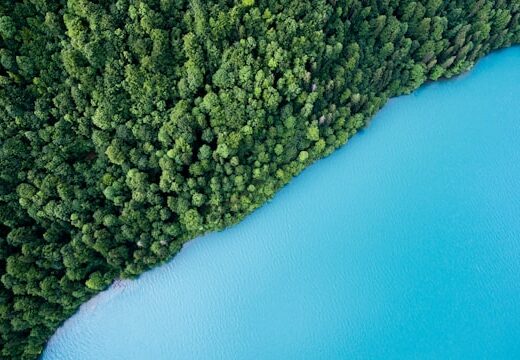 forêts suisses