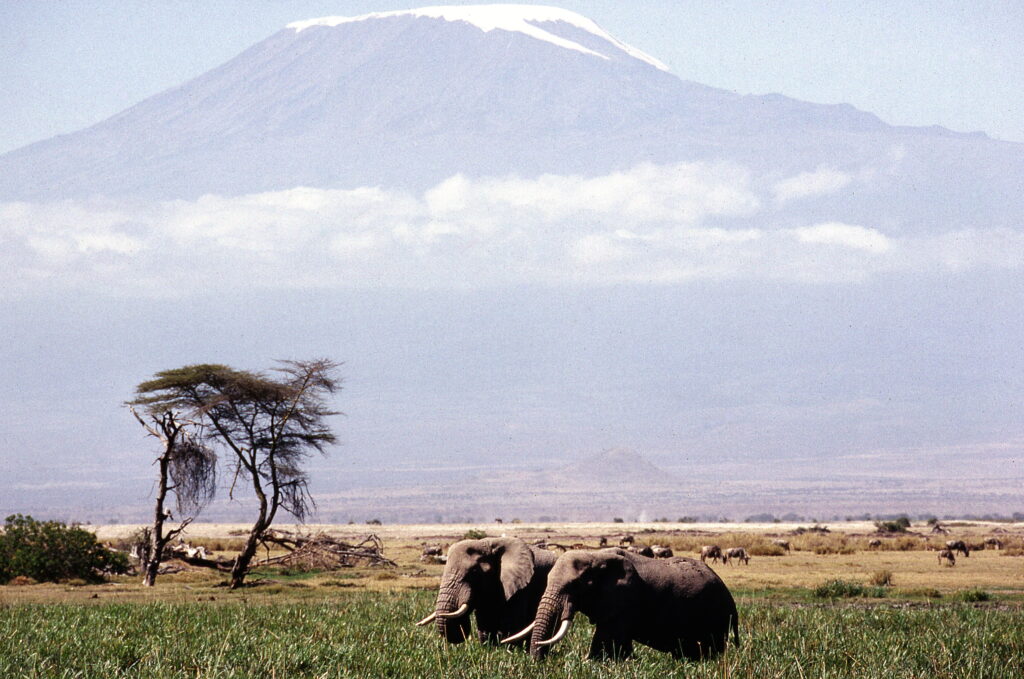 Nature au Kilimandjaro