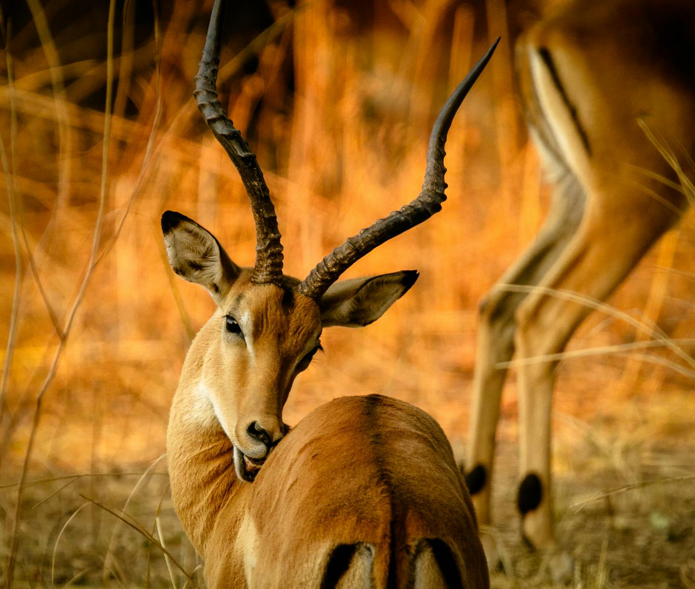 Gazelle