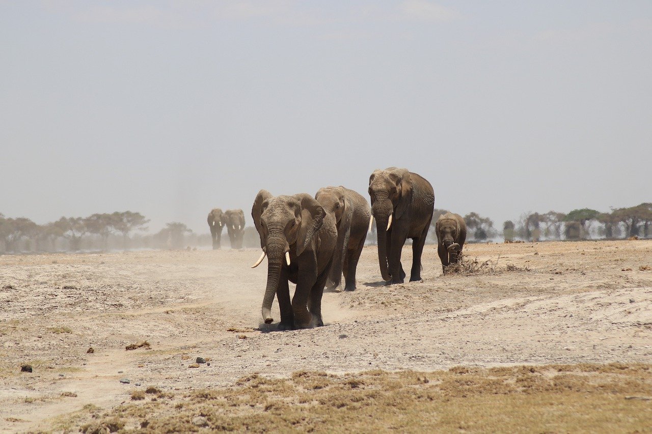 Eléphants en Afrique