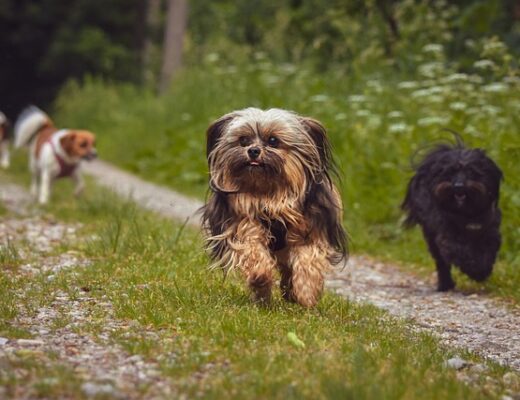 chiens enjouées