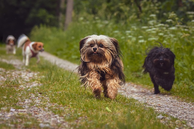 chiens enjouées