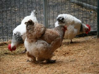 élevage de poules