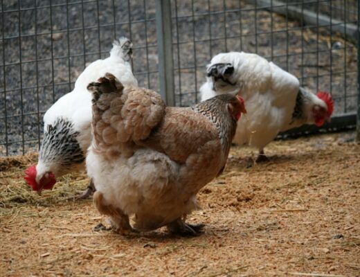 élevage de poules