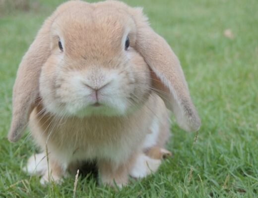 prendre soin d'un lapin nain