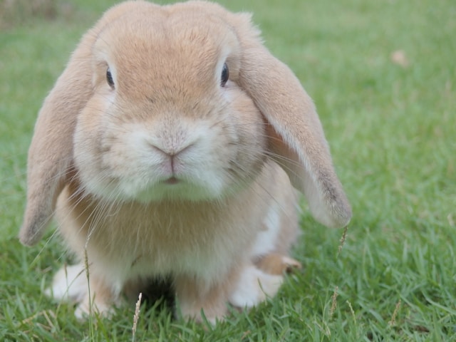 prendre soin d'un lapin nain