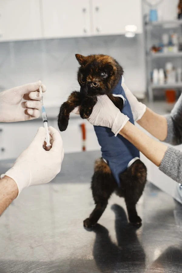 conseils pour la santé de votre chat