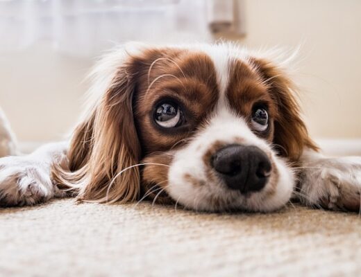 chien anxieux