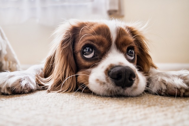 chien anxieux