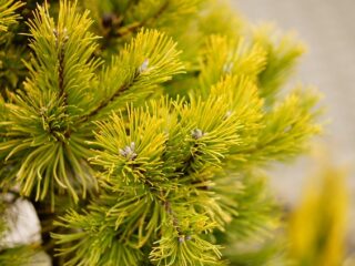Cèdre jauni que faire quand votre haie commence à perdre sa couleur
