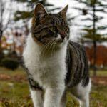 Chat senior alimentation