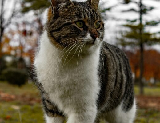 Chat senior alimentation