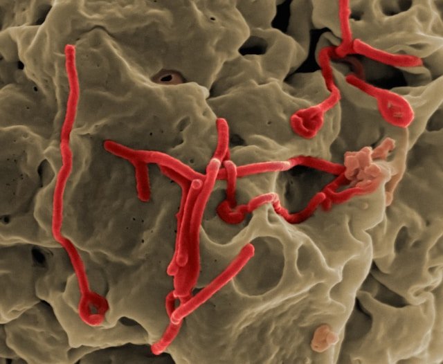 maladies parasitaires