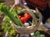 Panier de légumes frais récoltés dans un jardin, avec tomates, courgettes et céleri