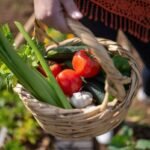 Panier de légumes frais récoltés dans un jardin, avec tomates, courgettes et céleri