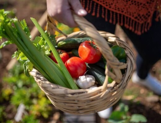 Panier de légumes frais récoltés dans un jardin, avec tomates, courgettes et céleri