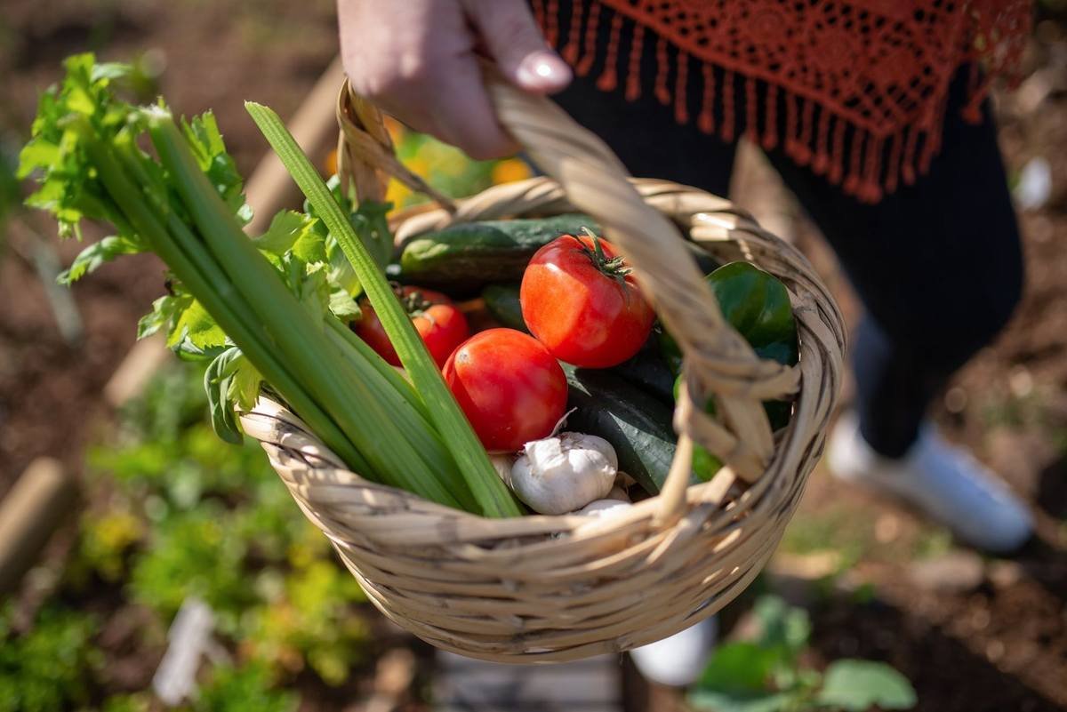 Panier de légumes frais récoltés dans un jardin, avec tomates, courgettes et céleri